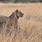 4-Day Uganda Luxury Safari