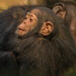 Chimpanzee Habituation vs Trekking