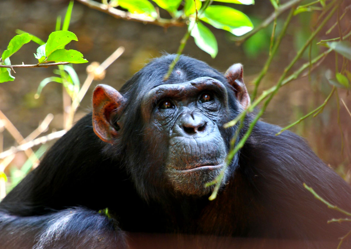 Kibale National Park