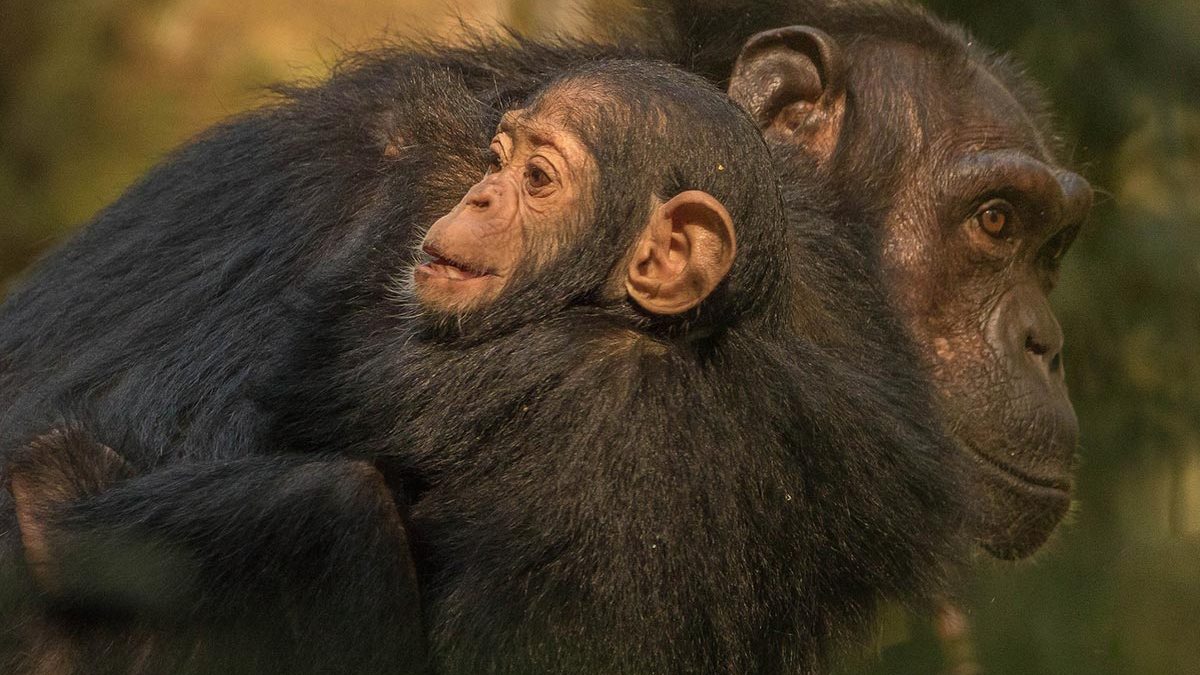 Chimpanzee Tracking 