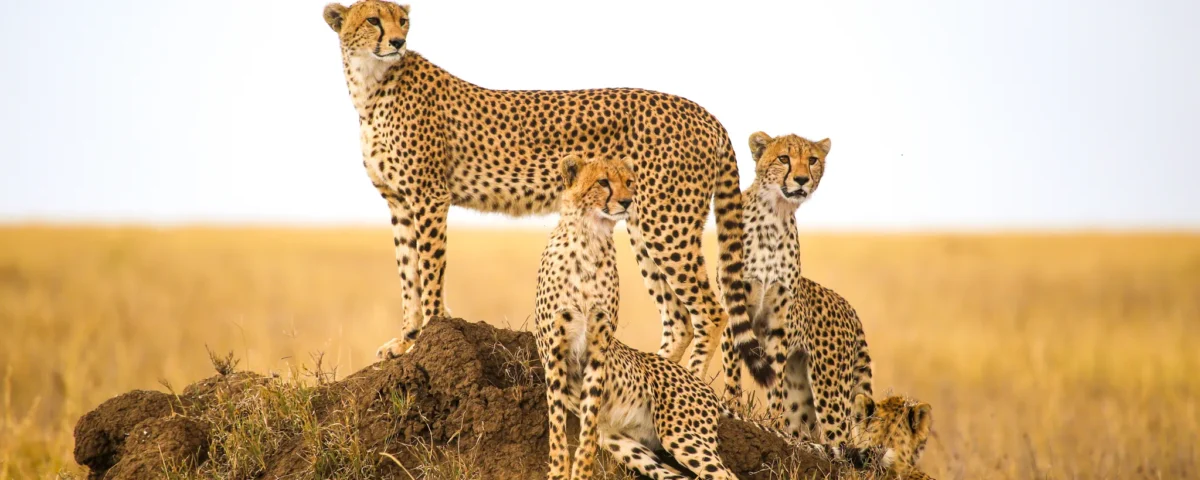 7-Day Tanzania Wildlife Safaris Tour