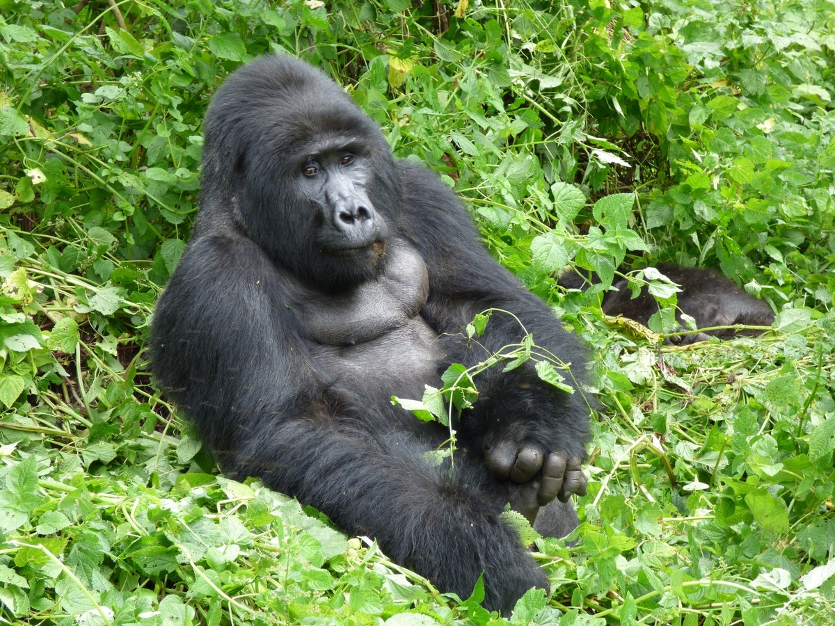 gorilla permit
