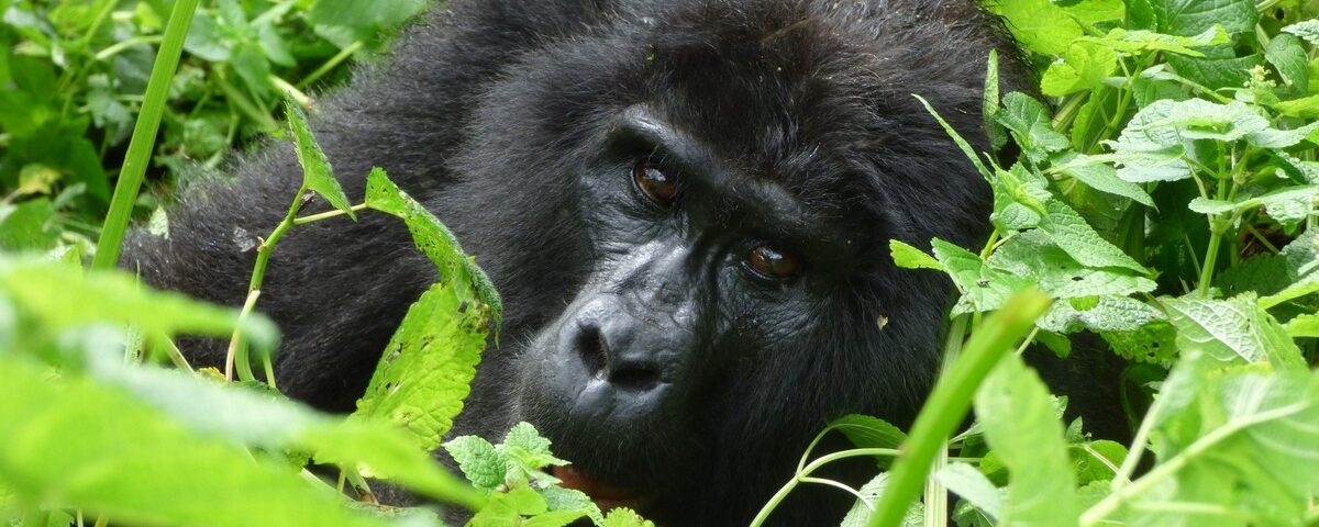 book gorilla trekking permits