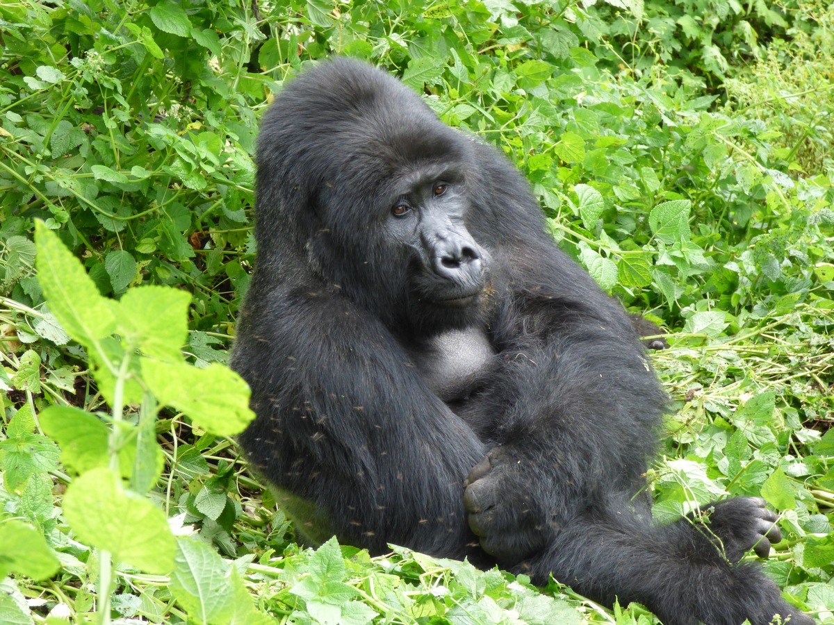 Why Do People Wear Masks When Gorilla Trekking?