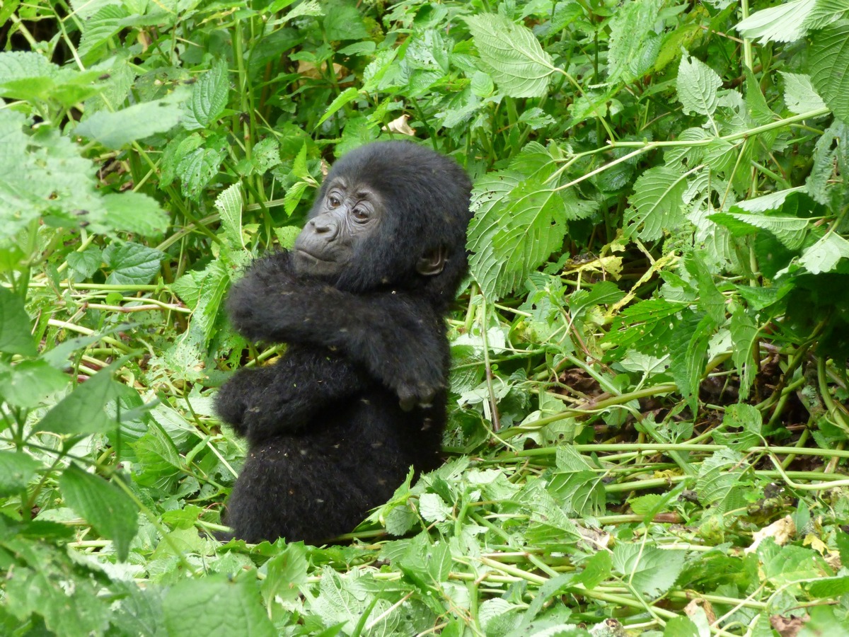 The Healing Savannah of Uganda