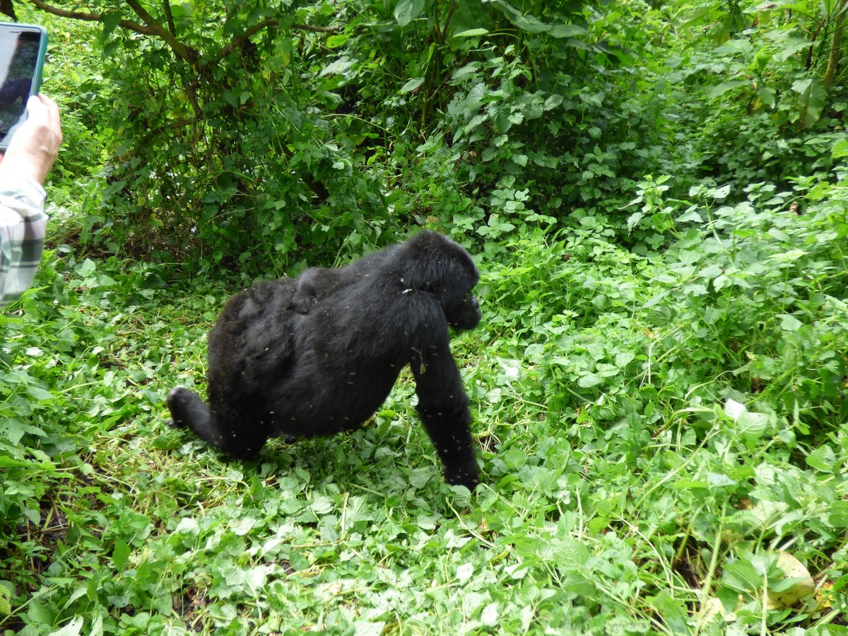 Uganda Gorilla Trekking