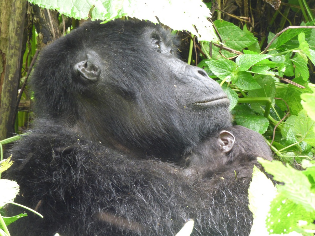 The 2026 Habituation trend