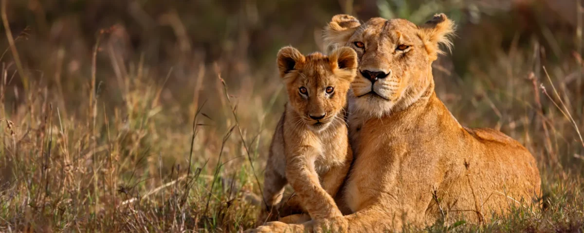 A lioness and her cub resting on short golden grass in a wide-open African landscape.