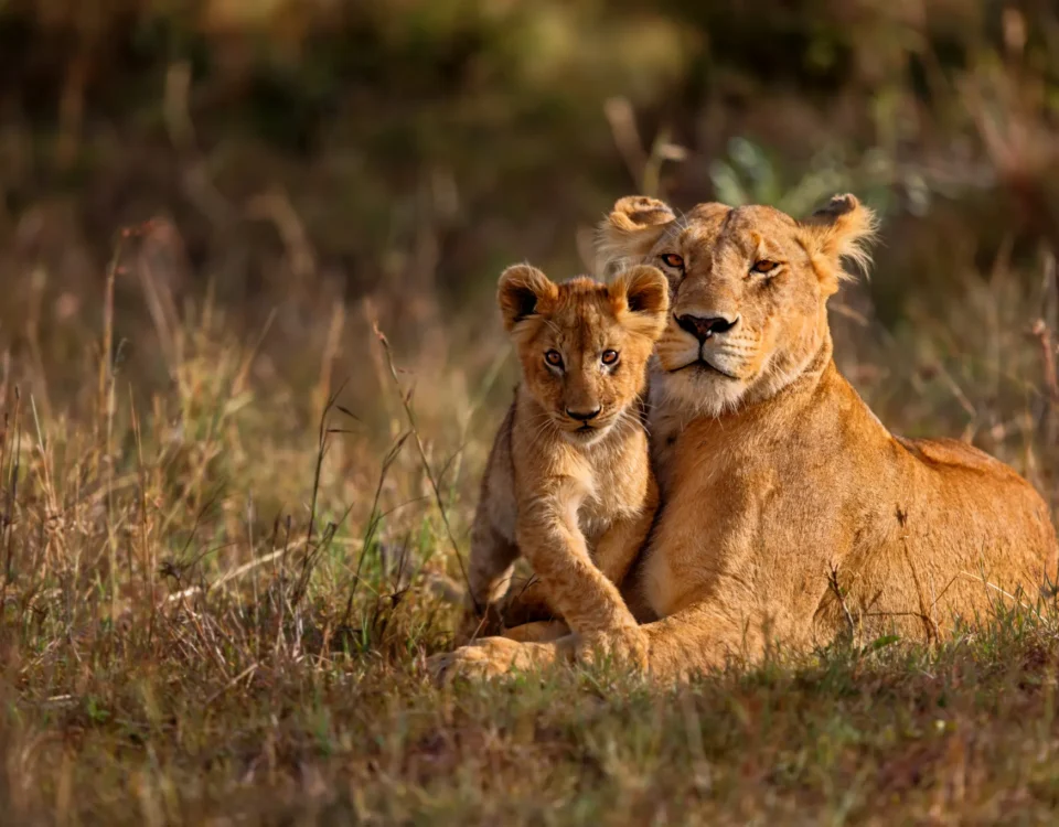 A lioness and her cub resting on short golden grass in a wide-open African landscape.