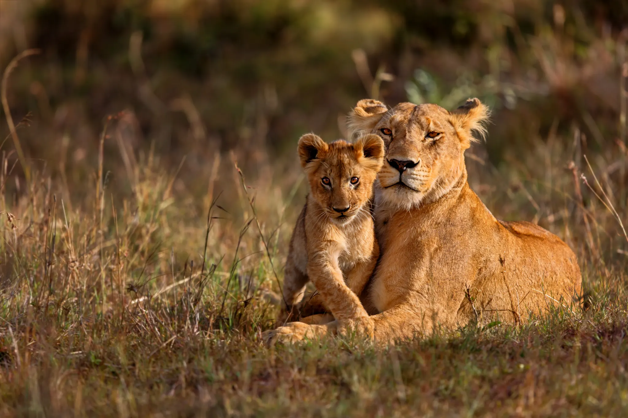 Close-up of a lioness and her cub on the golden plains, a wildlife highlight often debated when comparing a road trip vs flying safari
