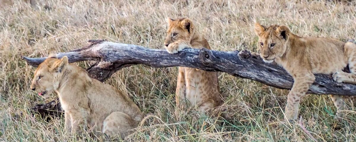 Queen Elizabeth National Park