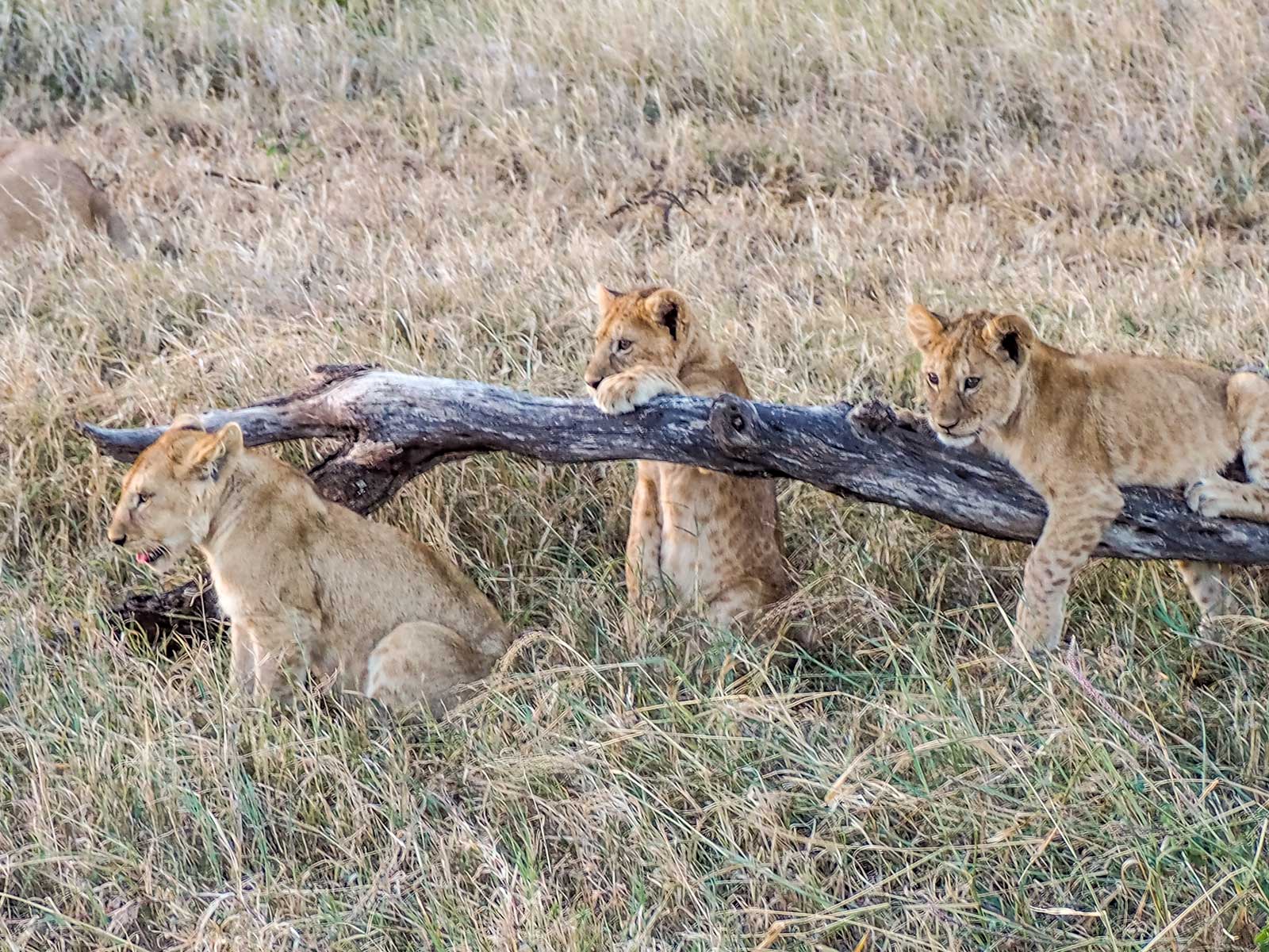 Queen Elizabeth National Park 
