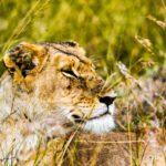 5-Day Tanzania Comfort Wildlife Safari