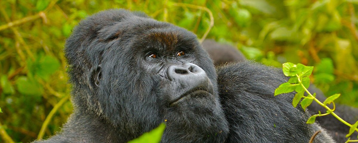 Rwanda Gorilla Safaris
