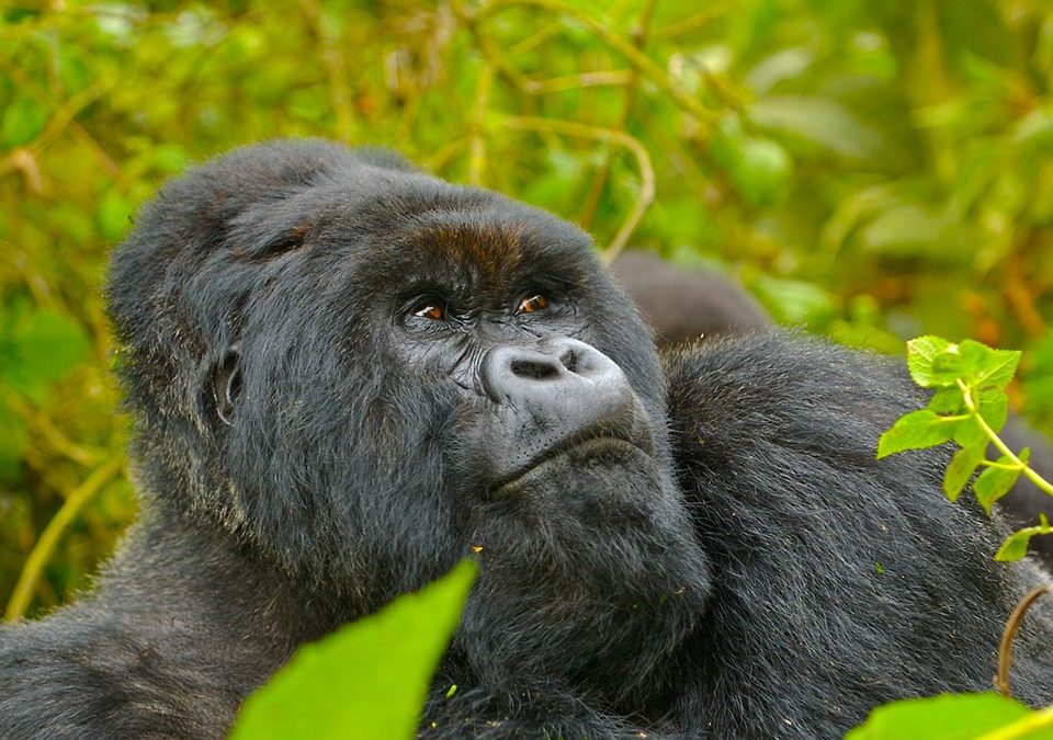 Rwanda Gorilla Safaris