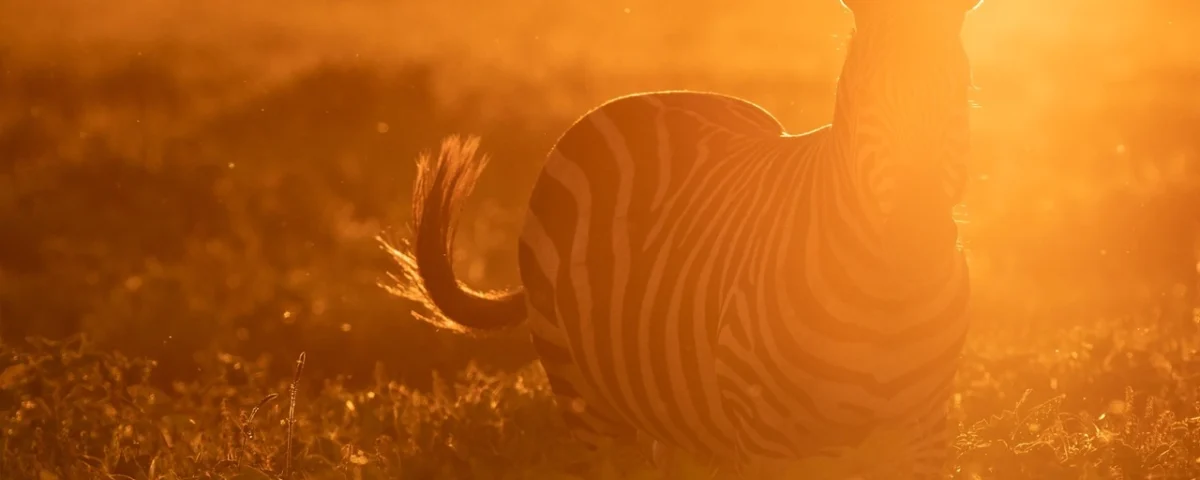 8-Day Kenya Game Safari