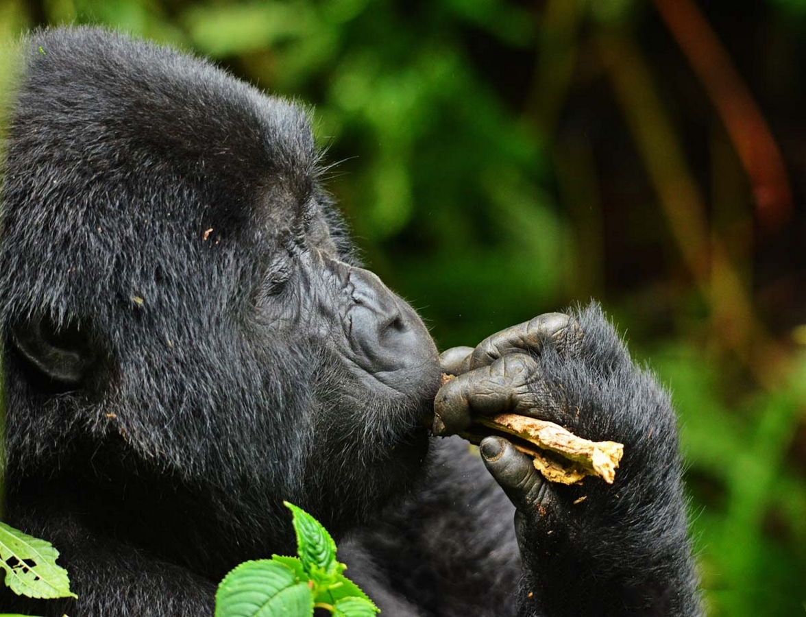 Uganda in December: Winter Sun vs. Savannah Sun