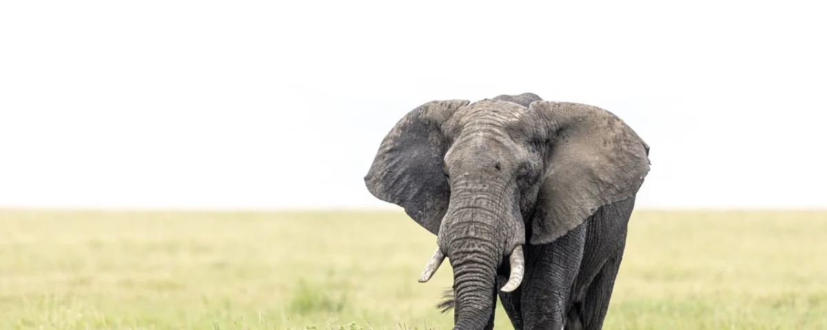 Murchison Falls National Park
