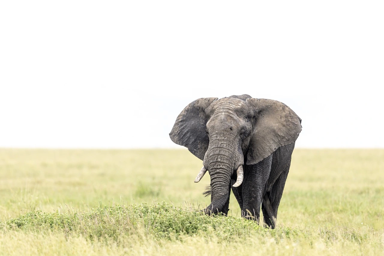 Murchison Falls National Park