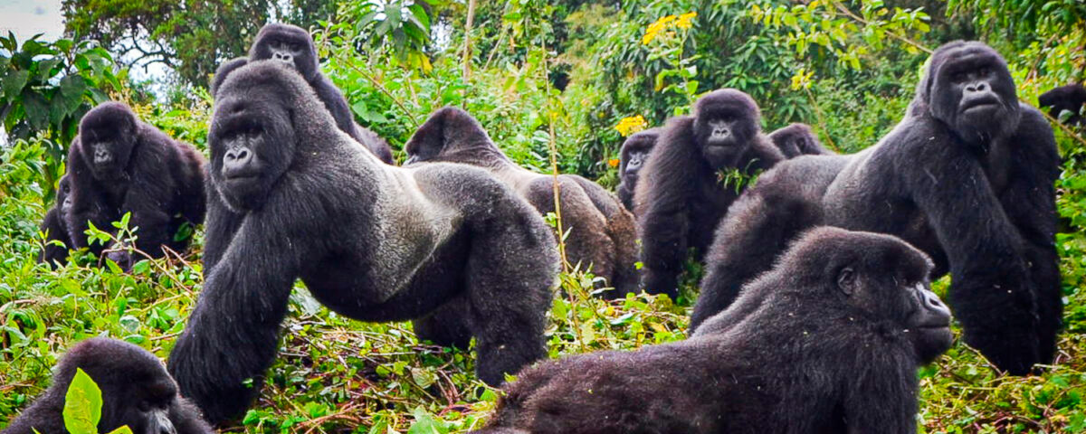 Short Uganda Wildlife Safaris