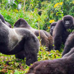 Short Uganda Wildlife Safaris