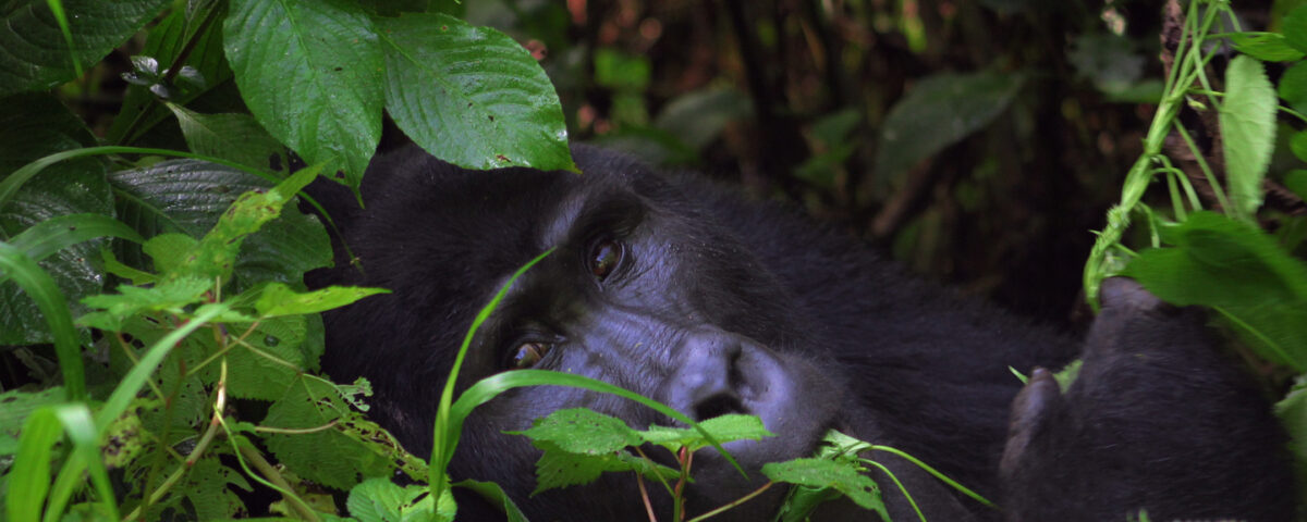 gorilla habituation in Uganda