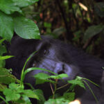 how difficult gorilla trekking is