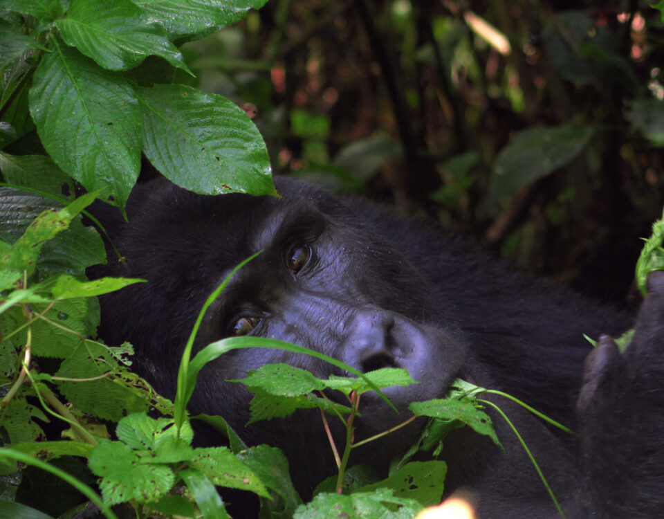 how difficult gorilla trekking is