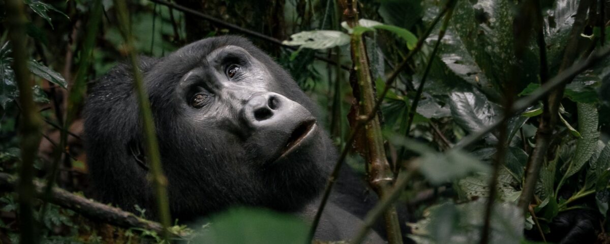 Long Rwanda Gorilla Trekking