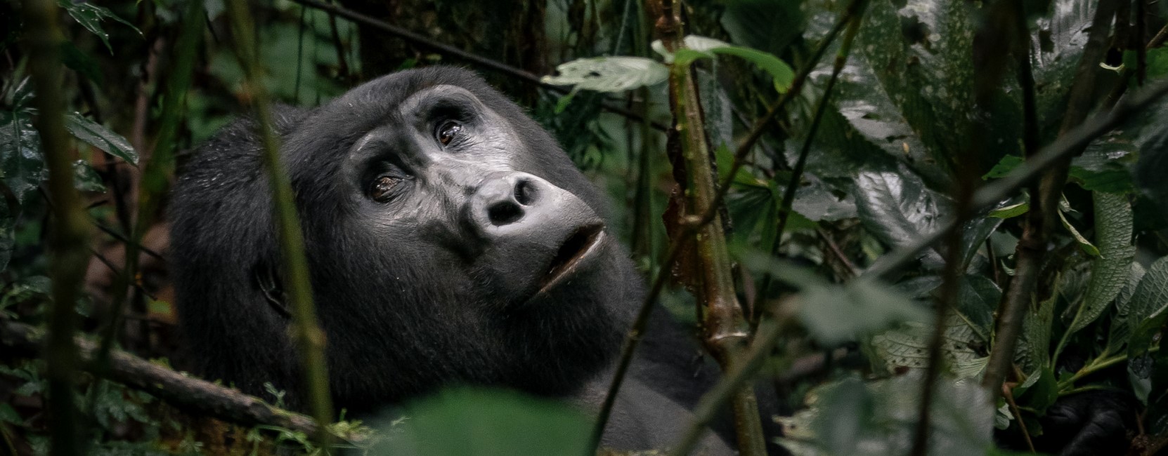 3-Day Rwanda Gorilla Safari