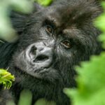 Bwindi Impenetrable Forest