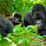 uganda vs rwanda gorillas