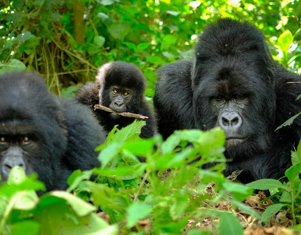 uganda vs rwanda gorillas