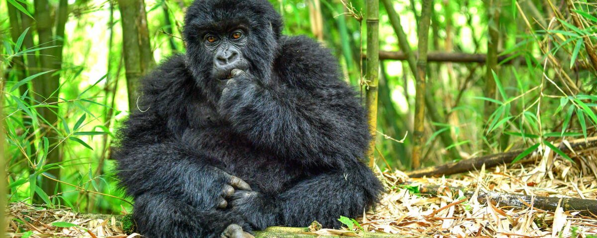 TRwanda vs Uganda trekking