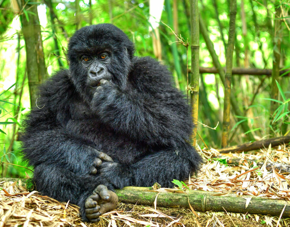 4-Day Two-Country Primate Quick Break