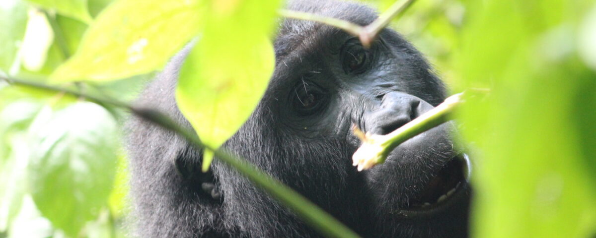 Why Mgahinga is Uganda’s Private Safari Secret