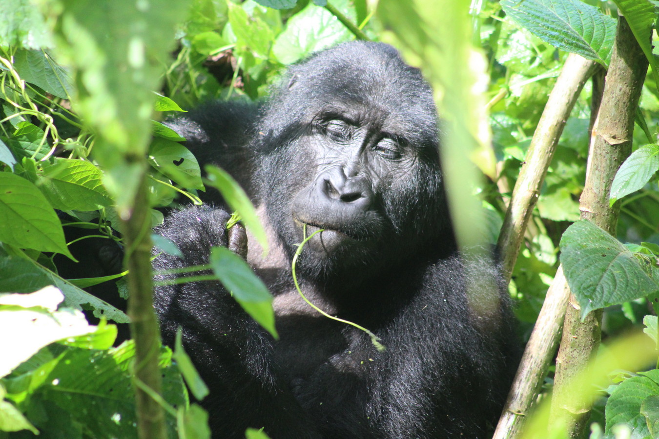 book gorilla trekking permits