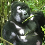 How in Advance Should You Reserve for Gorilla Trekking in Uganda?