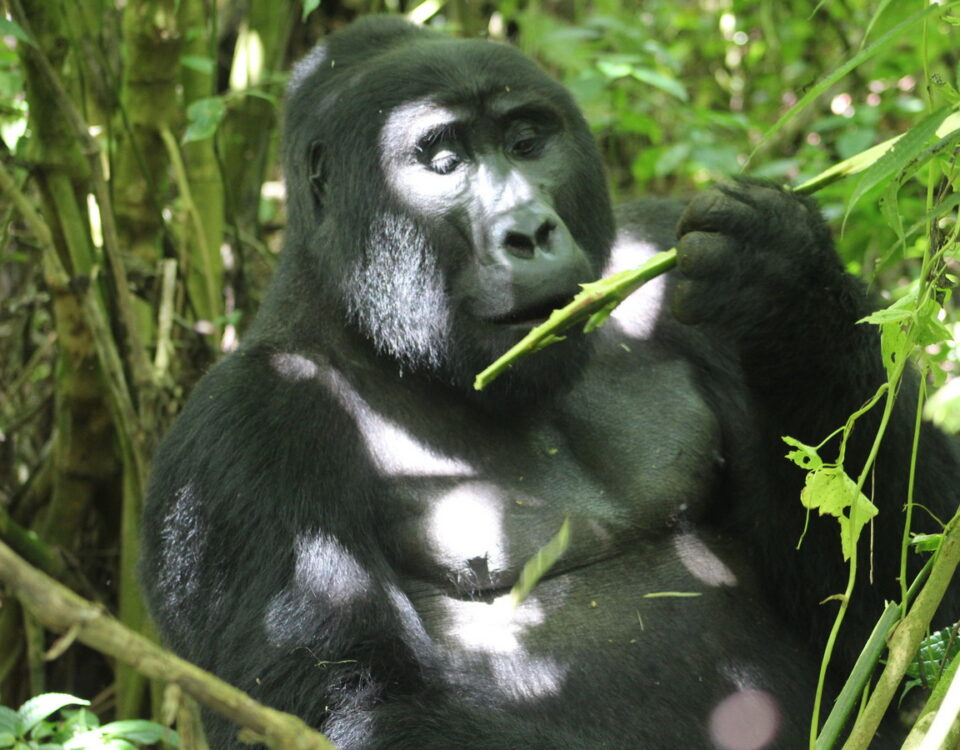 How in Advance Should You Reserve for Gorilla Trekking in Uganda?