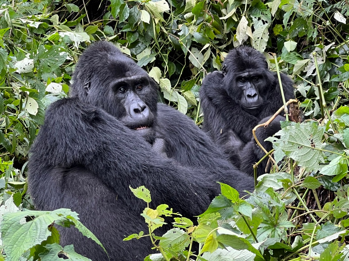 How in Advance Should You Reserve for Gorilla Trekking in Uganda?