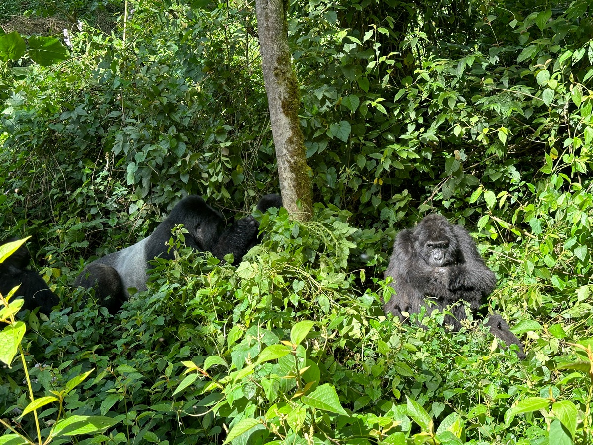 Buhoma vs Rushaga 2026