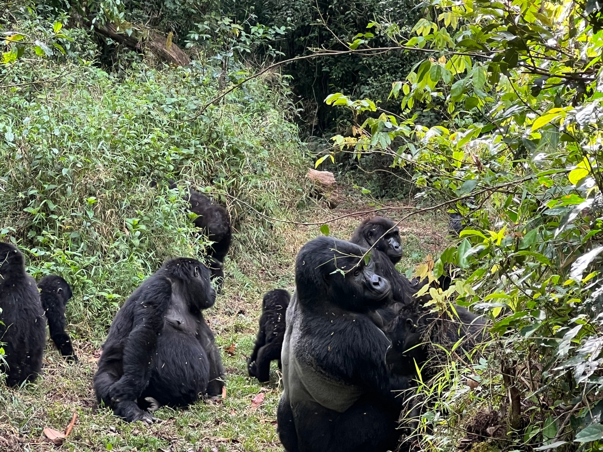 Land in Kigali but trek with in Uganda