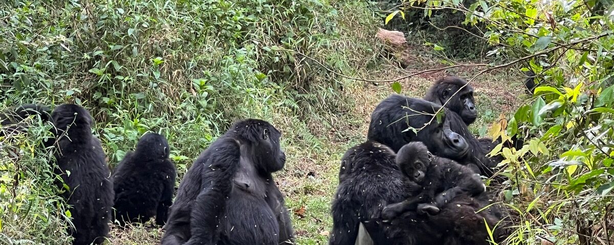 Kigali to Rushaga sector