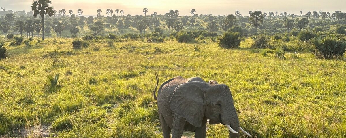Queen Elizabeth National Park