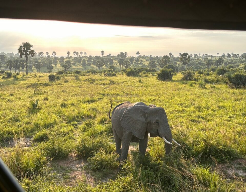 Queen Elizabeth National Park