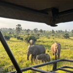 Best Uganda Tours