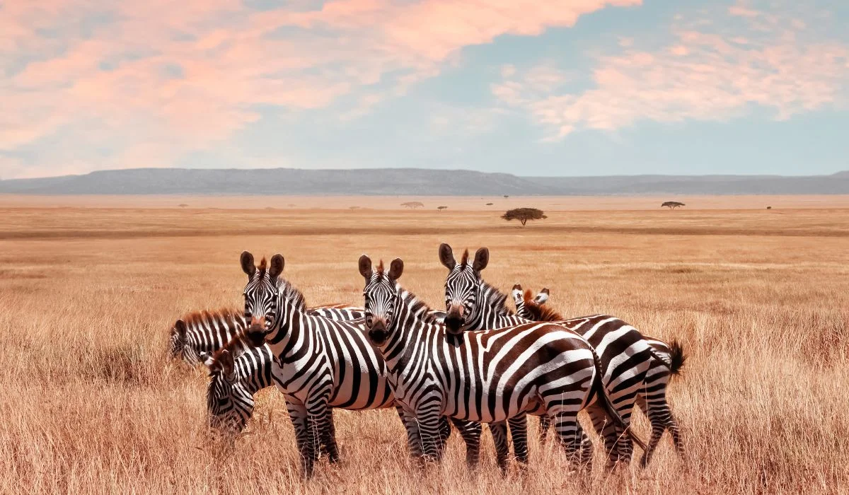 Best Countries for Wildlife Safaris on a Budget