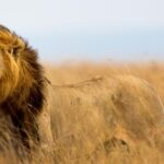 Night Game Drives in Kenya