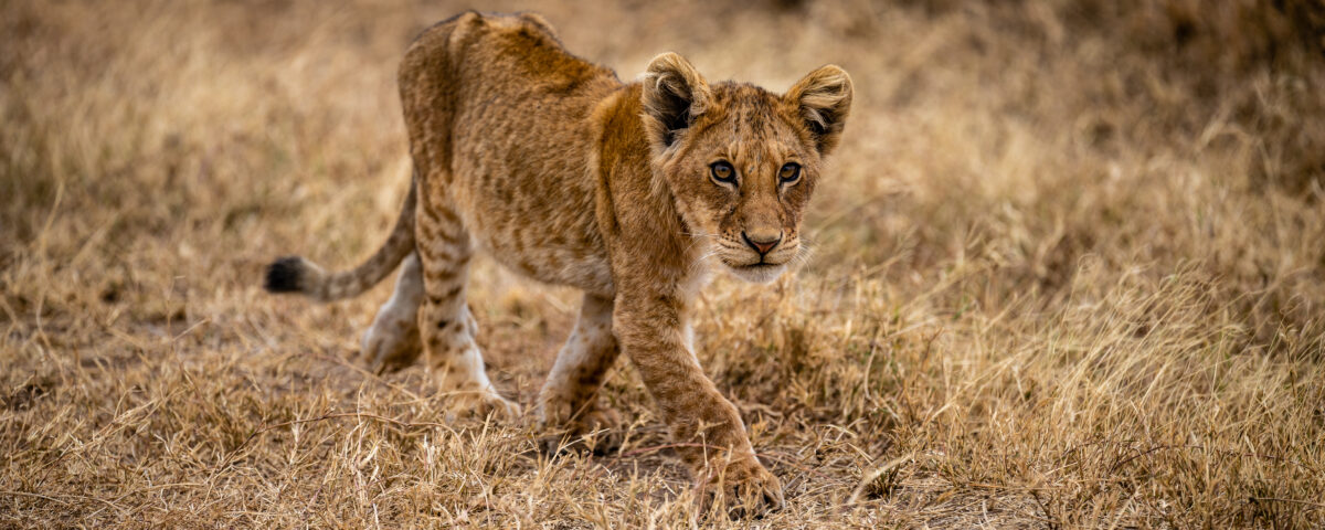 7-Day Tanzania Wildlife Safari