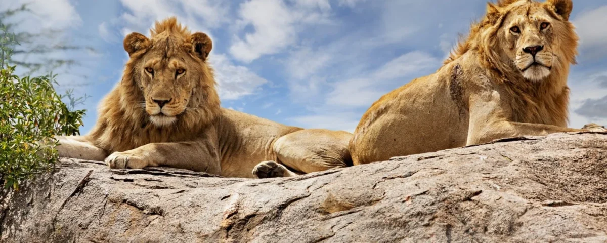 Africa Wild Adventures